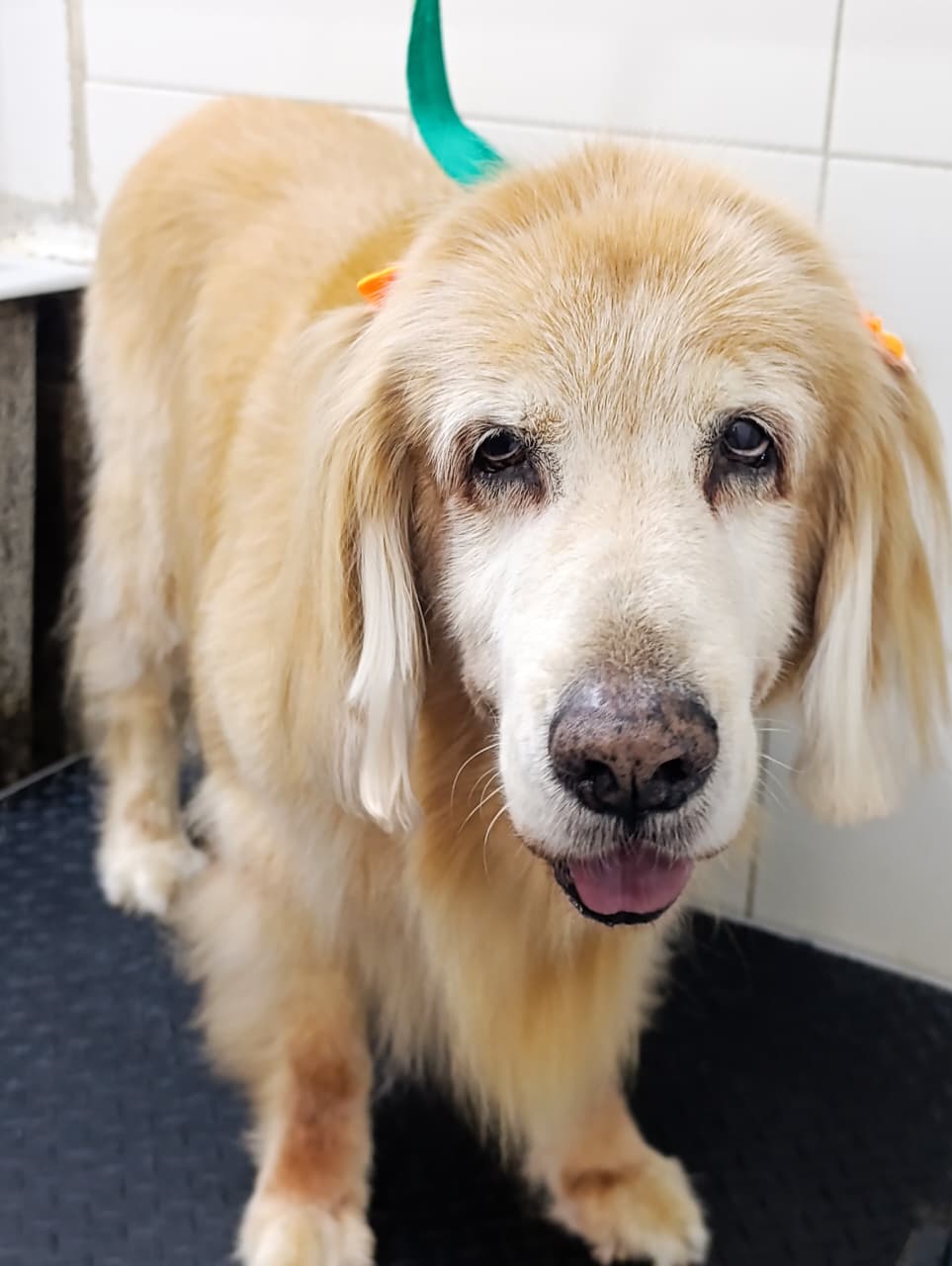 Trabajo de peluquería 44