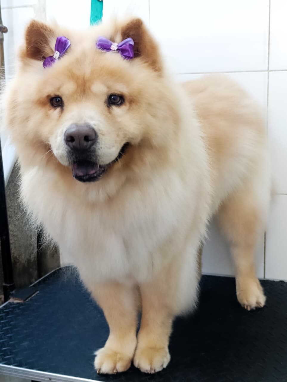 Trabajo de peluquería 49